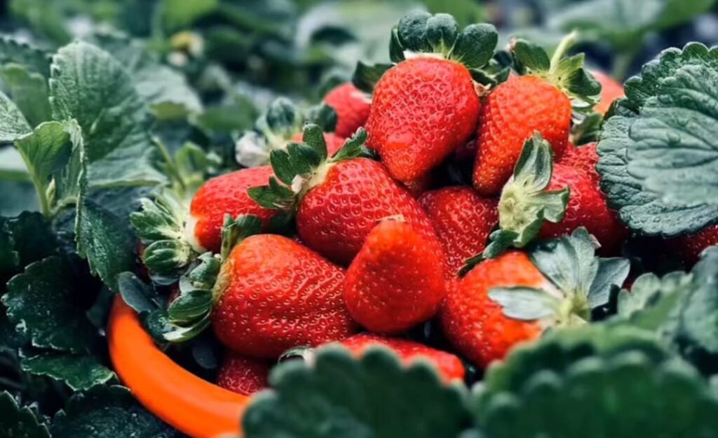 strawberry