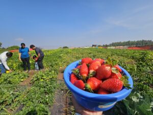 Strawberry Farm in Mahabaleshwar